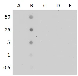 Anti-5-Methylcytosine / 5-mC antibody [GT4111] used in Dot blot (Dot). GTX629448